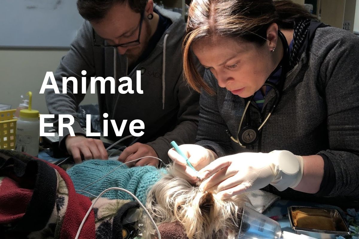 Vet Shows on TV