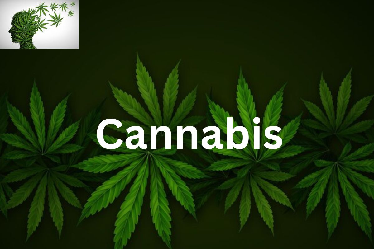 Cannabis Business Social Network