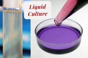 Liquid Culture