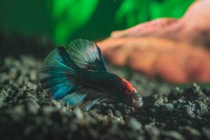 How Long Can Betta Fish Go Without Food