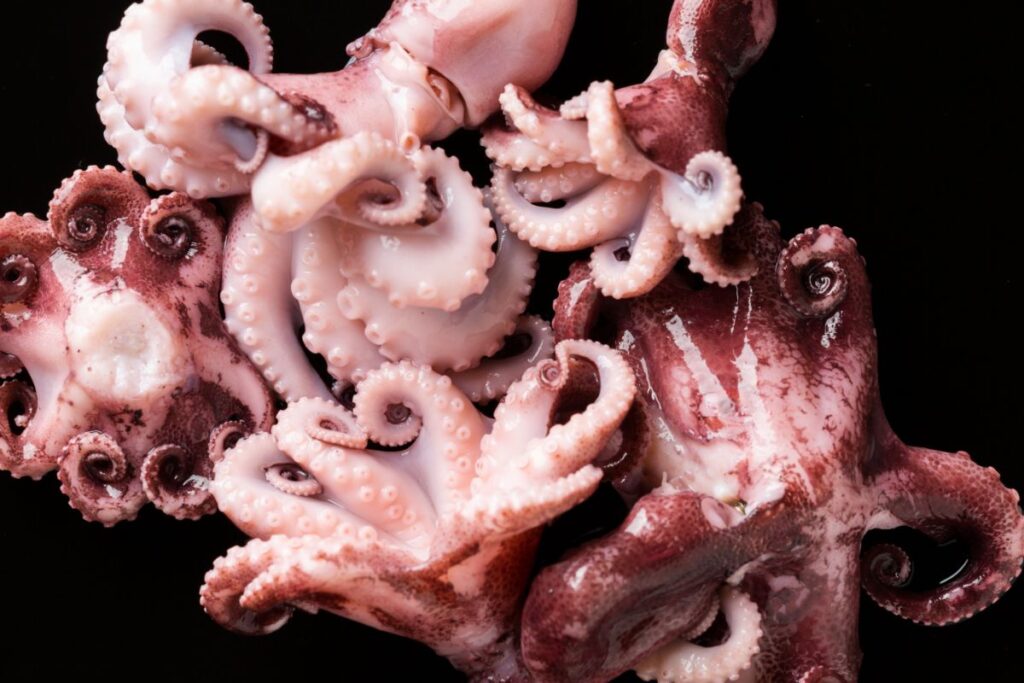 Is Octopus Healthy